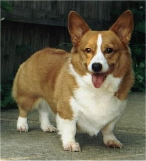 Illustration for article titled Lets Take A Walk Among The Corgis